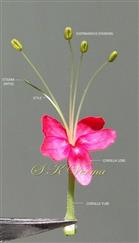  Flower with calyx removed
